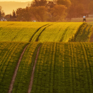 Złociste pola o zachodzie słońca